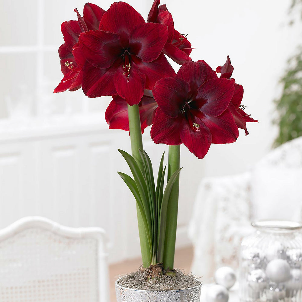 Burgundy Amaryllis Flower Seeds for Planting – Heirloom, Non-GMO, High Germination Organic Garden Seeds