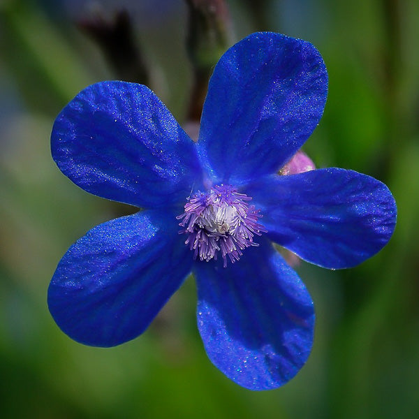 Anchusa Flower Seeds for Planting – Heirloom, Non-GMO Organic Garden Seeds with High Germination