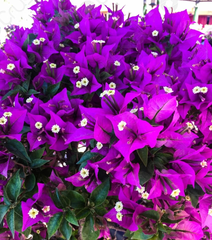 Bougainvillea Flower Seeds for Planting – 100 pcs Heirloom Non-GMO High Germination Organic Garden Seeds