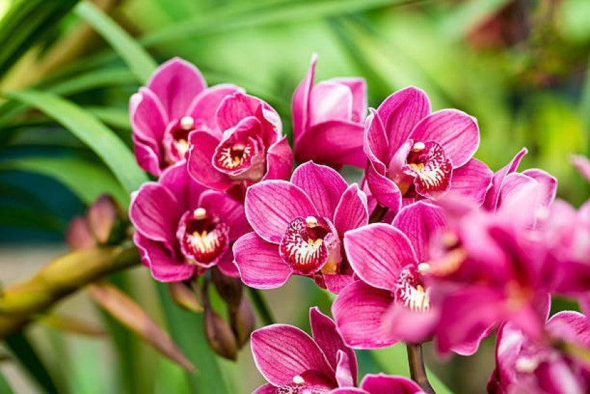 orchid plant seeds Heirloom Non-GMO Butterfly Orchid Flower Seeds for Planting – High Germination Elegant Pink Organic Garden Seeds