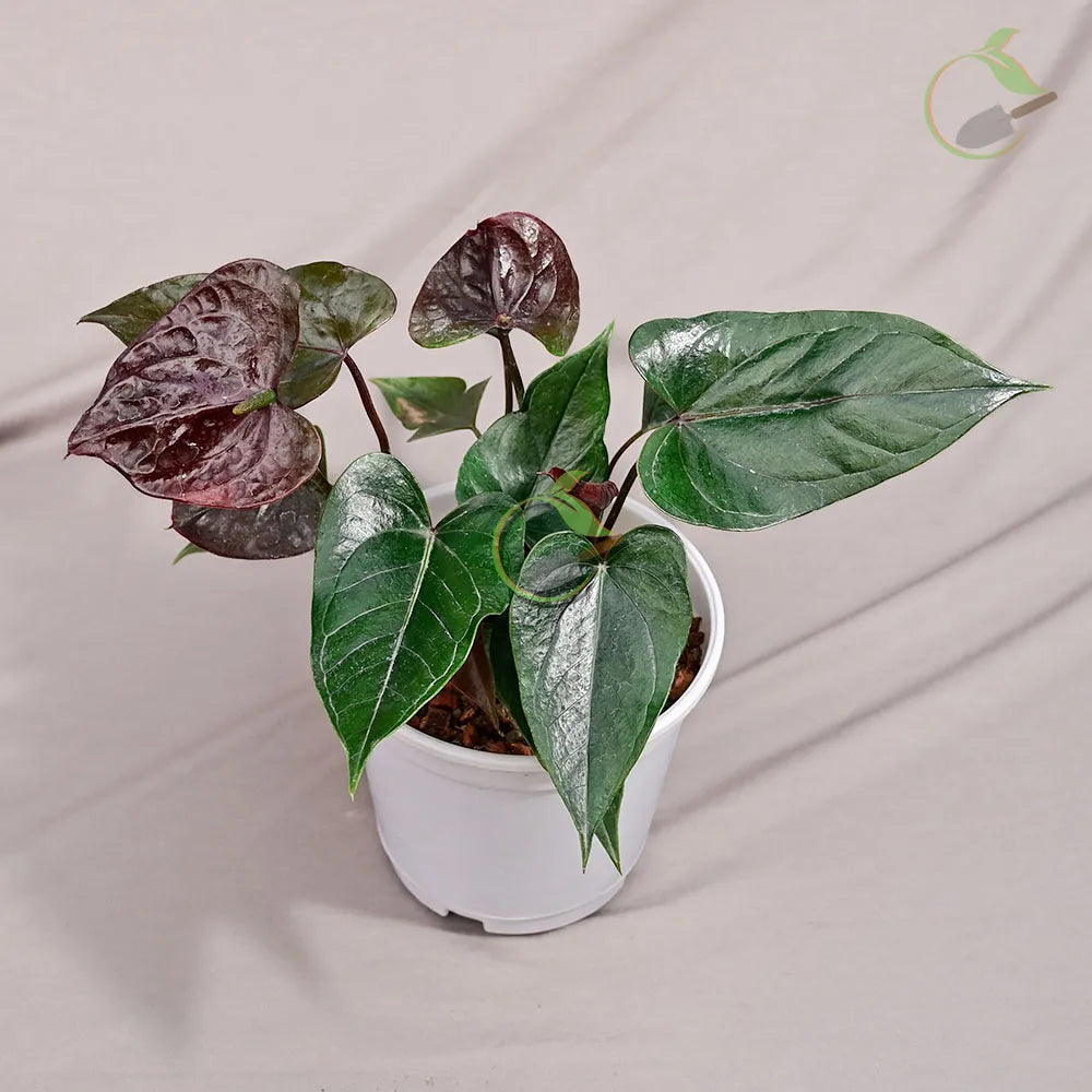 Anthurium Brown Flower Seeds for Planting – Heirloom, Non-GMO, High Germination Organic Garden Seeds