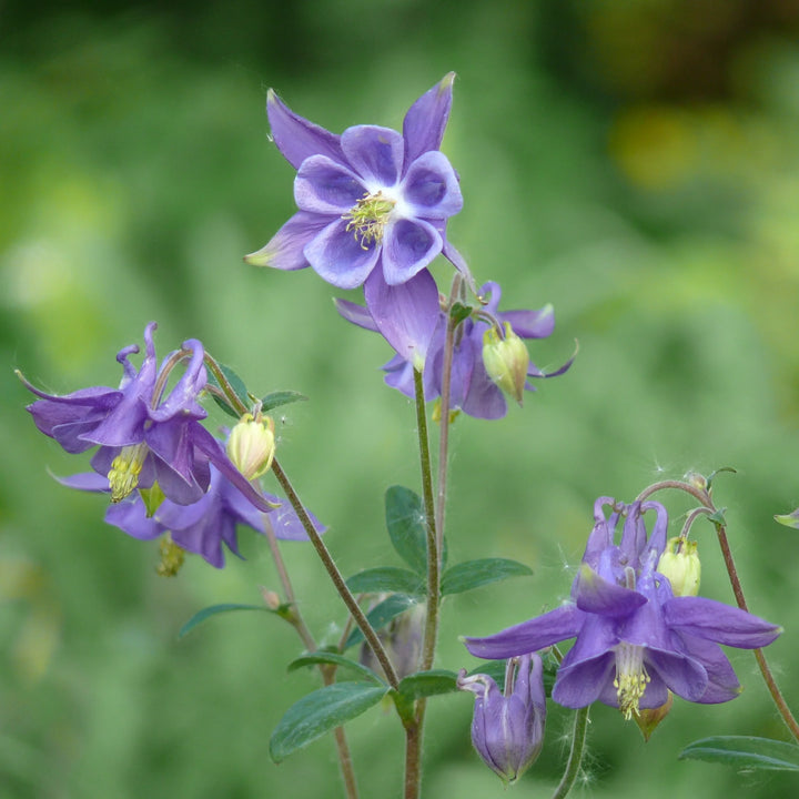 Blue Aquilegia Flower Seeds for Planting | Heirloom Non-GMO High Germination Organic Garden Seeds
