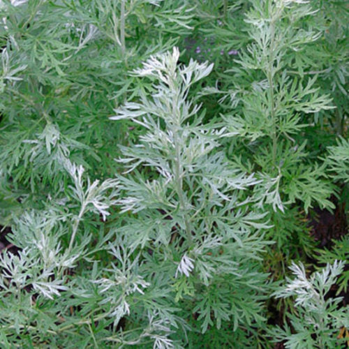 Absinthe Wormwood Seeds for Planting – Heirloom, Non-GMO, High Germination Organic Garden Seeds for Aromatic Herb Gardens