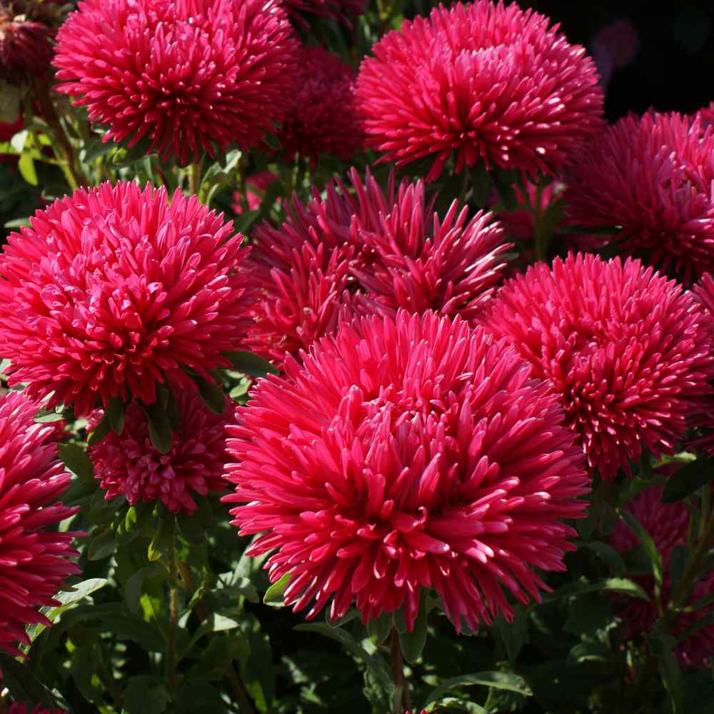 aster flower from seed Organic Heirloom Dark Pink Aster Flower Seeds – Non-GMO