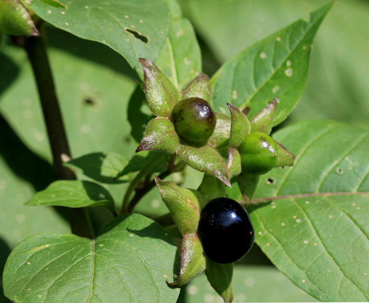Black Belladonna Plant Seeds for Planting | Heirloom Non-GMO High Germination Organic Garden Seeds