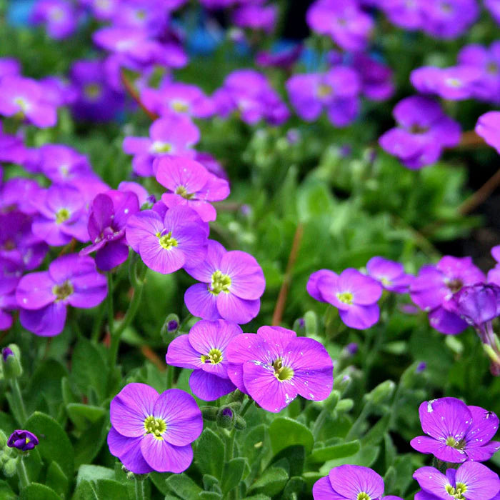 Aubretia Flower Seeds – Heirloom, Non-GMO, Colorful Ground Cover Blooms for Garden Planting