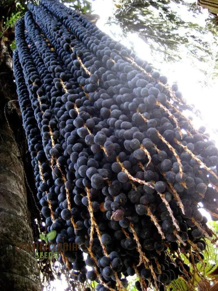 Acai Fruit Seeds for Growing Nutrient-Rich Berries – Heirloom Non-GMO High Germination Organic Garden Seeds