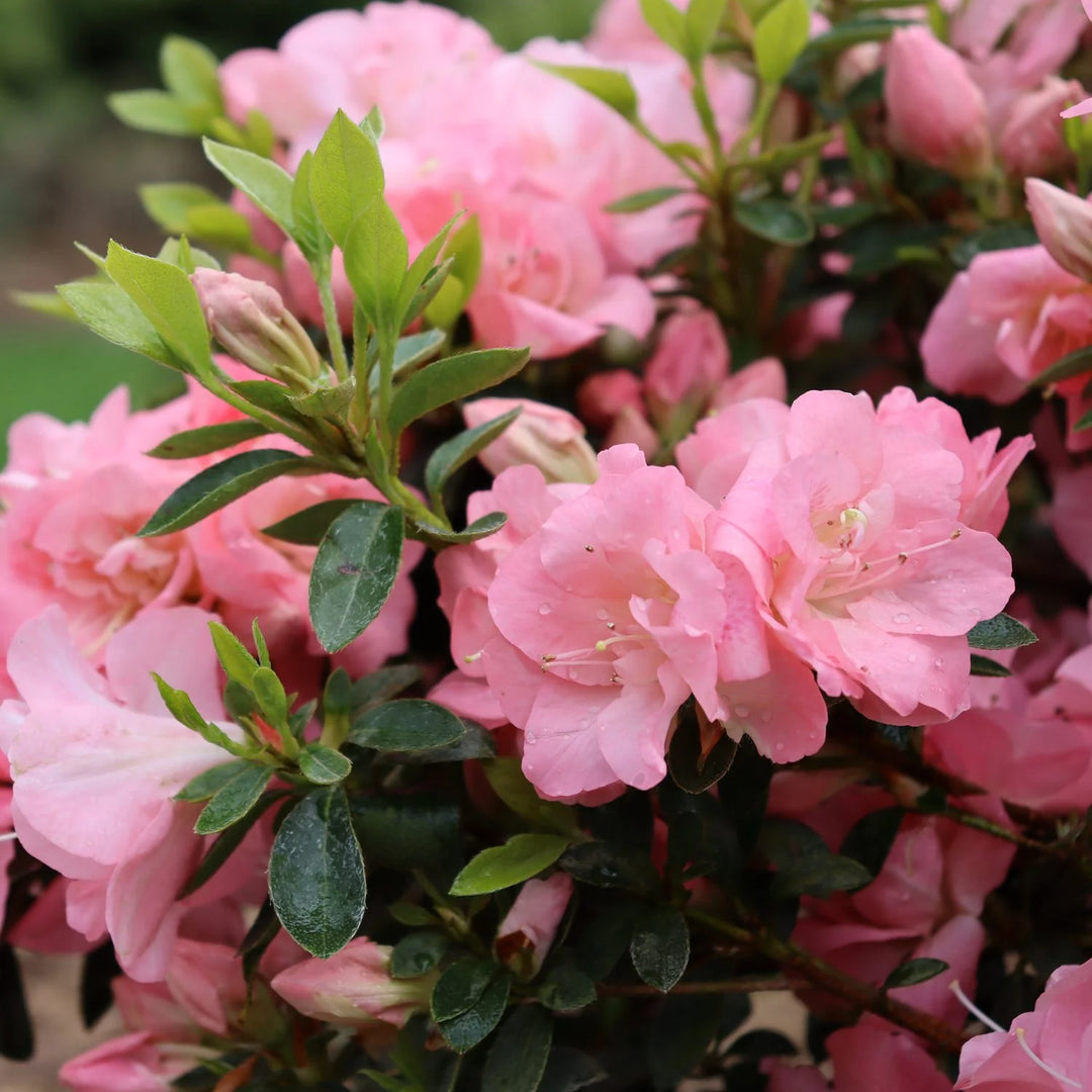 Azalea Pink Rhododendron Flower Seeds – Heirloom Non-GMO Seeds for Planting, High Germination Organic Garden Seeds
