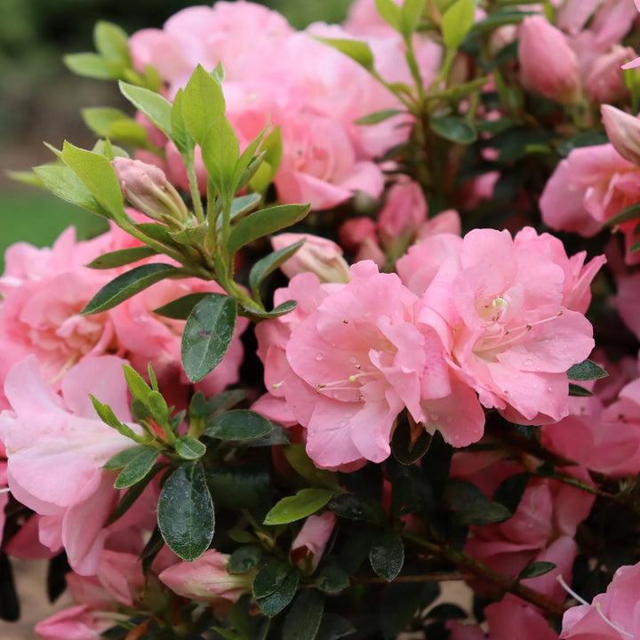 Azalea Pink Rhododendron Flower Seeds – Heirloom Non-GMO Seeds for Planting, High Germination Organic Garden Seeds