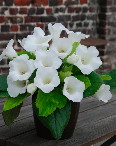 White Gloxinia Flower Seeds for Planting – Heirloom, Non-GMO, High Germination Organic Garden Seeds