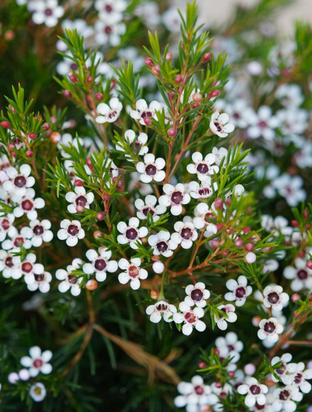 Geraldton Wax Flower Seeds for Planting – Exotic Evergreen Blooms