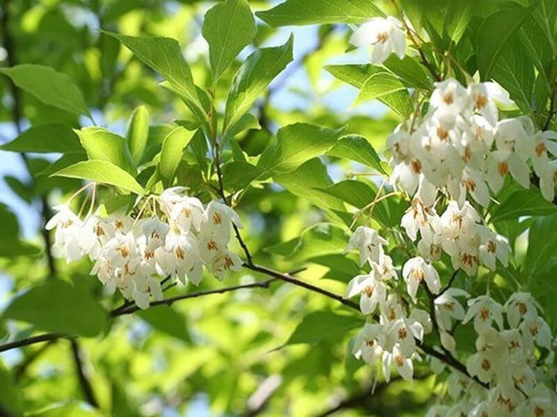 Styrax Benzoin Seeds – Heirloom Non-GMO – Neeraseeds
