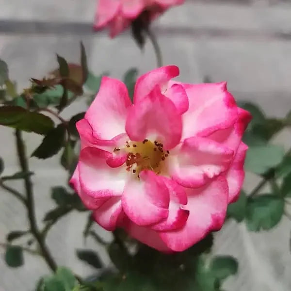 Betty Boop Rose Flower Seeds for Planting – Heirloom, Non-GMO Seeds, High Germination, Organic Garden Blooms