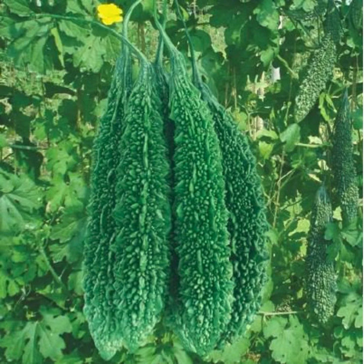 Indian Long Bitter Gourd Seeds for Planting – Heirloom, Non-GMO Vegetable Seeds for Organic Home Gardening