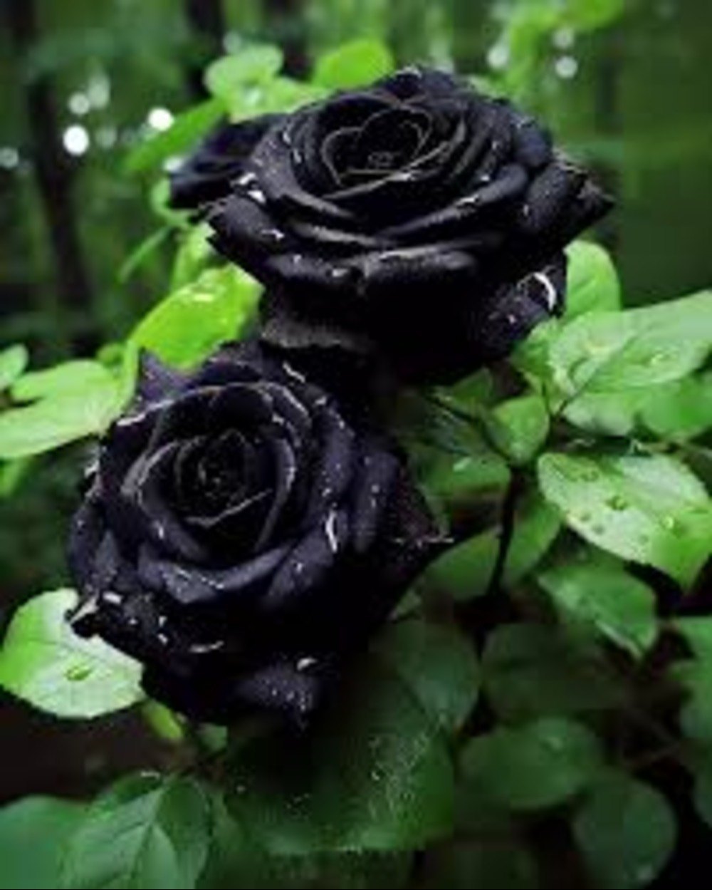 Black Rose Flower Seeds – Heirloom Non-GMO Seeds for Planting
