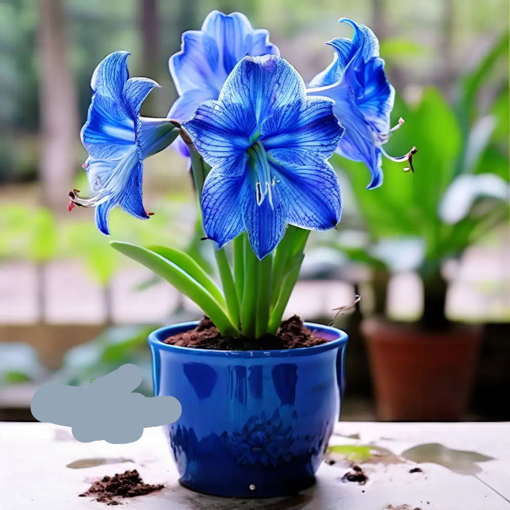 amarillo flower seeds Blue Amaryllis Flower Seeds – Heirloom Non-GMO High Germination Organic Garden Seeds for Planting