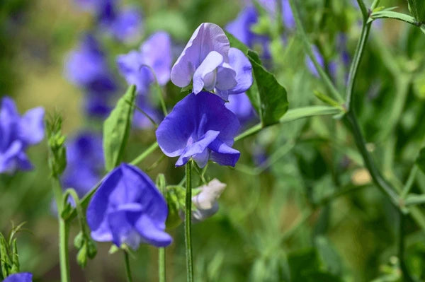 Blue Sweet Pea Flower Seeds for Planting – Fragrant Heirloom Non-GMO Seeds