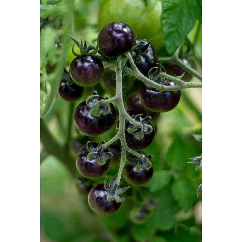 Blueberries Tomato Vegetable Seeds for Planting – Heirloom, Non-GMO, High Germination