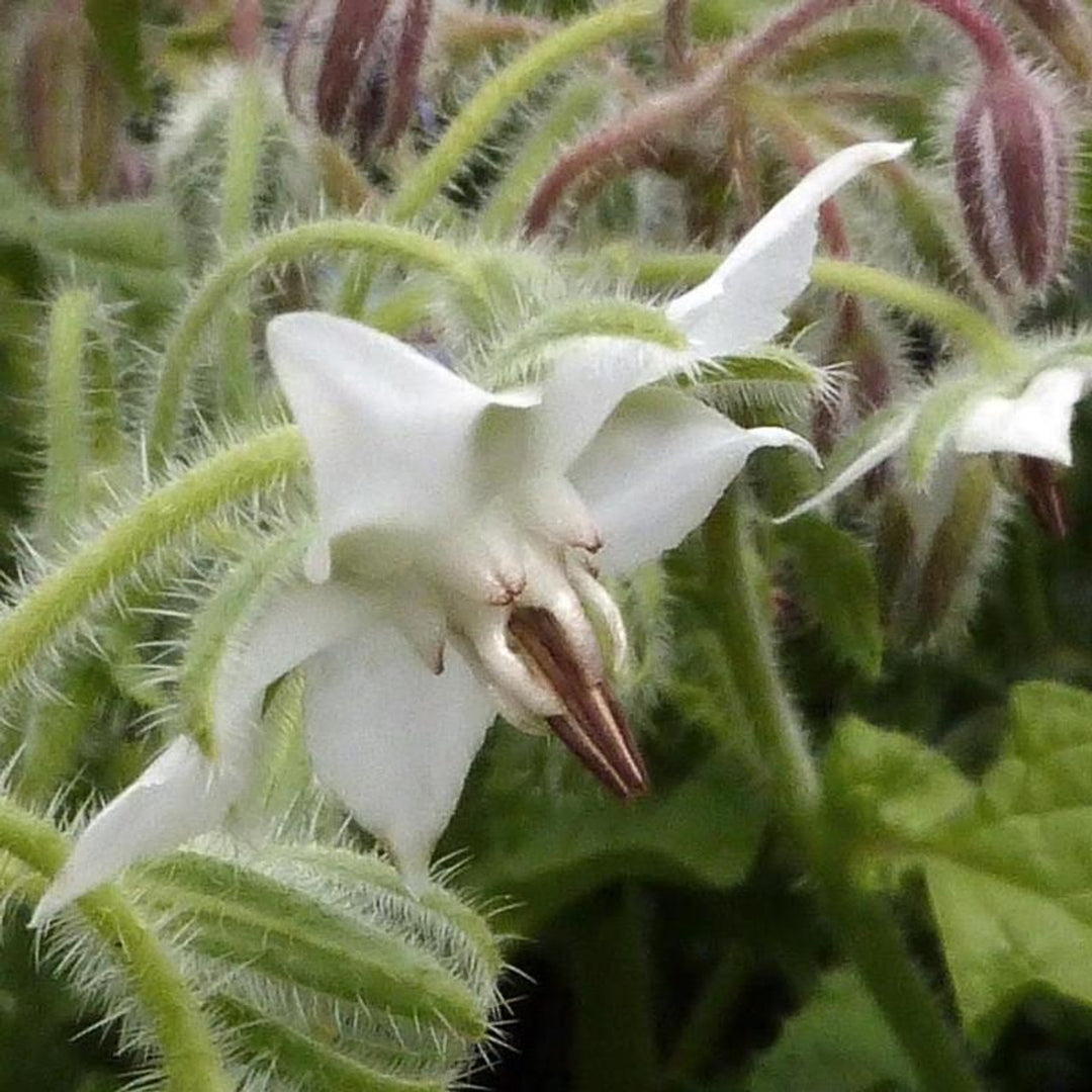 Borage White Seeds for Planting – Heirloom, Non-GMO, High Germination Organic Garden Seeds for Herbs & Flowers