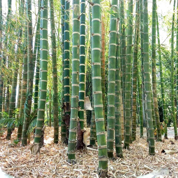 Giant Bamboo Seeds for Planting – Fast-Growing Non-GMO Tropical Bamboo for Garden, Privacy Screens, and Landscaping