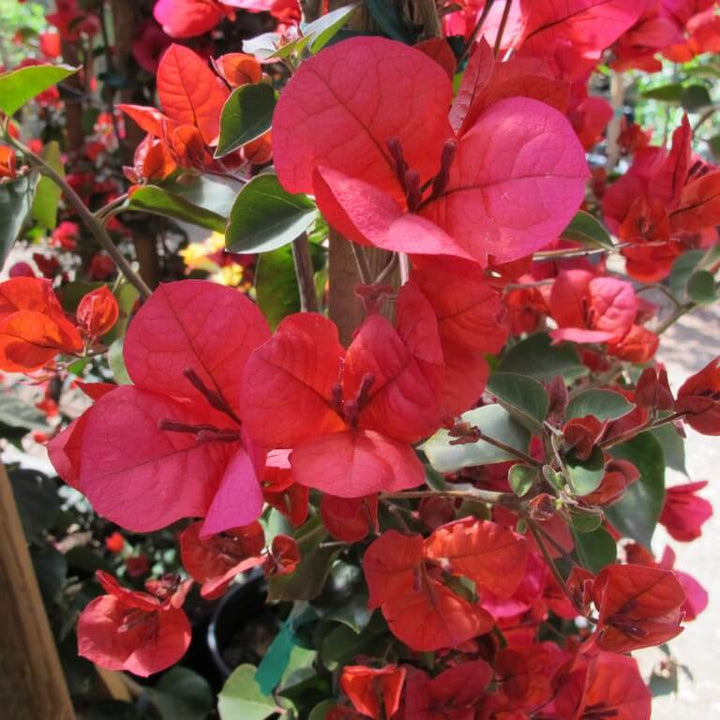 San Diego Red Bougainvillea Flower Seeds – Perennial, Heirloom, Non-GMO, High Germination Organic Garden Seeds for Planting