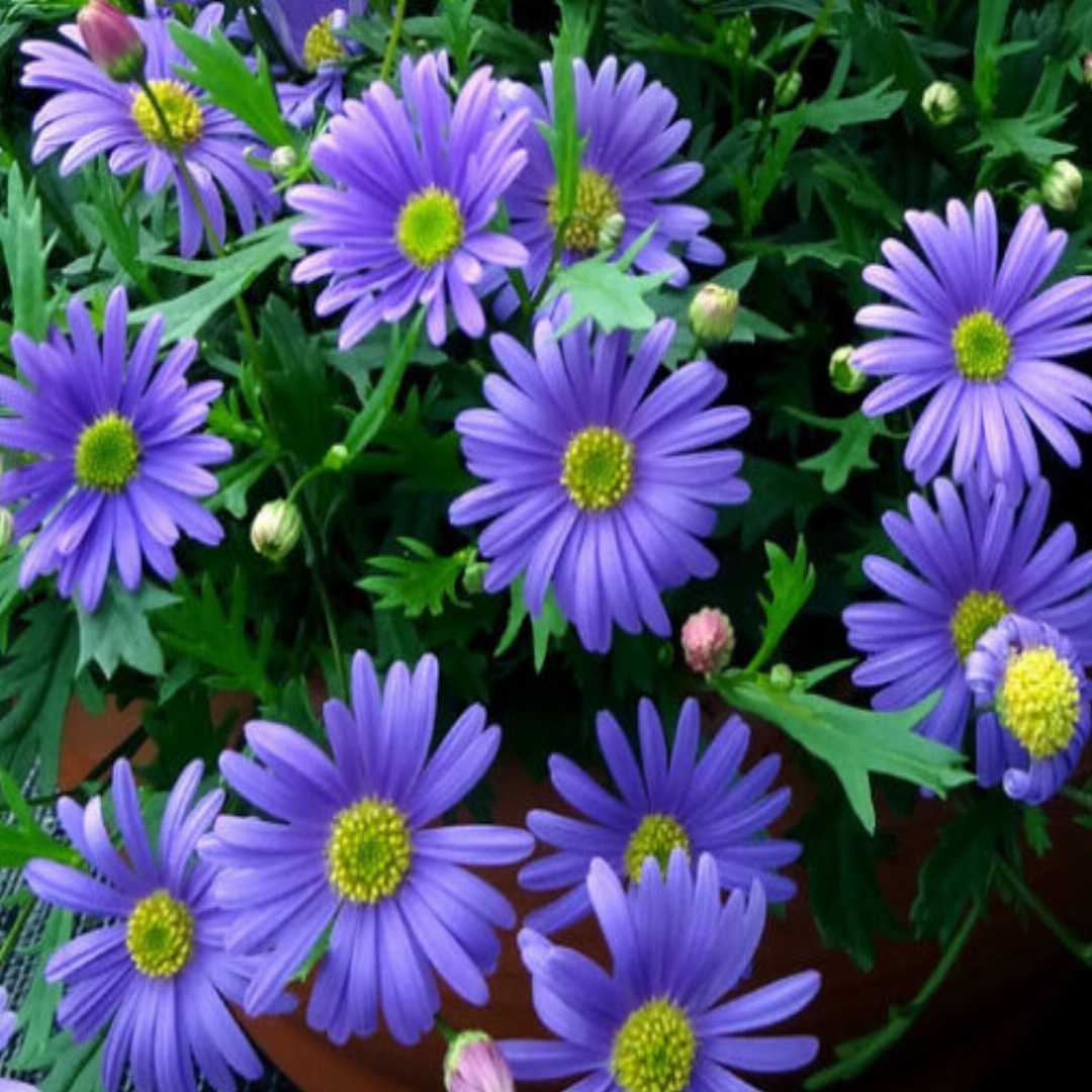 Blue Brachycome Flower Seeds for Planting – Heirloom, Non-GMO, Organic Garden Seeds, High Germination