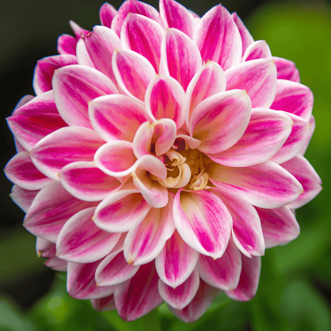 White Pink Zinnia Flower Seeds for Planting – Non-GMO, Heirloom, Vibrant Garden Blooms