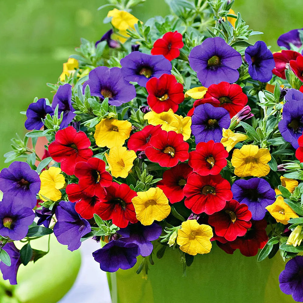 petunia plant seeds Mix Calibrachoa & Petunia Flower Seeds for Planting