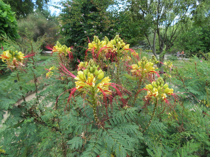 Caesalpinia Gilliesii Flower Seeds for Planting – Heirloom, Non-GMO Seeds for Exotic Blooms
