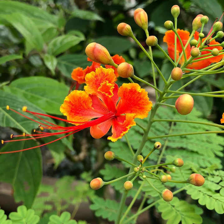 Caesalpinia Flower Seeds for Planting – Vibrant Tropical Blooms for Home & Garden