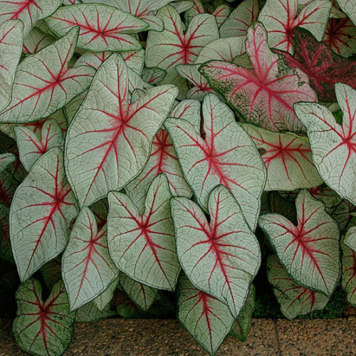 White Queen Caladium Leaf Seeds – Heirloom, Non-GMO, High Germination Organic Garden Seeds for Planting