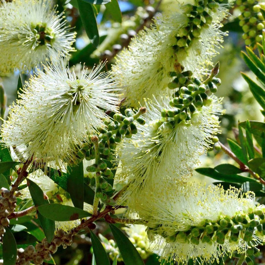 Heirloom Non-GMO Bottle Brush Melaleuca Seeds – Neeraseeds