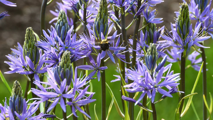 Camassia Flower Seeds for Planting – Heirloom, Non-GMO, High Germination Organic Garden Seeds