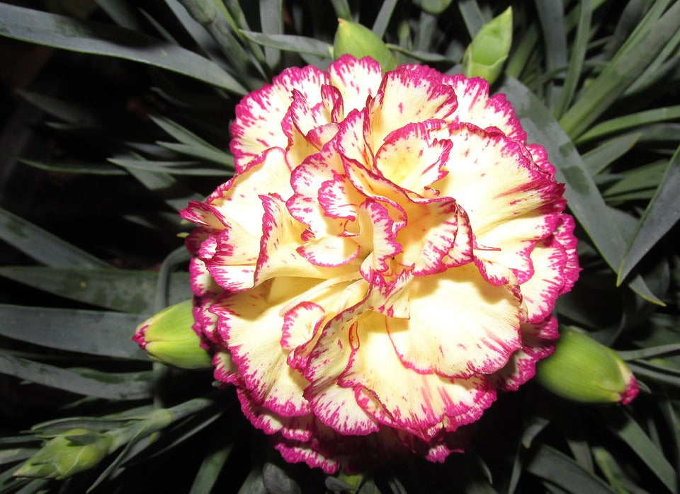 Yellow Purple Carnation Flower Seeds – Non-GMO Seeds for Vibrant Garden Planting