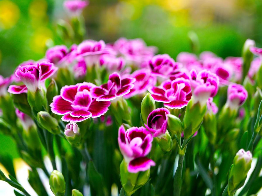 White Pink Carnation Flower Seeds for Planting – Heirloom, Non-GMO, High Germination Organic Garden Seeds