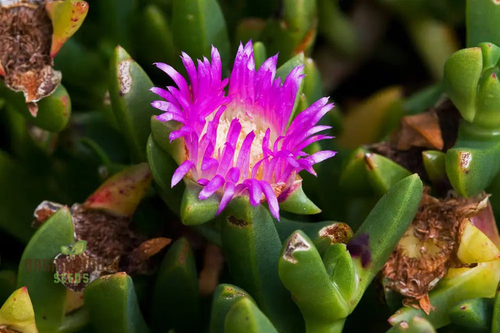 Carpobrotus Flower Seeds – Hardy Succulent Ground Cover for Planting
