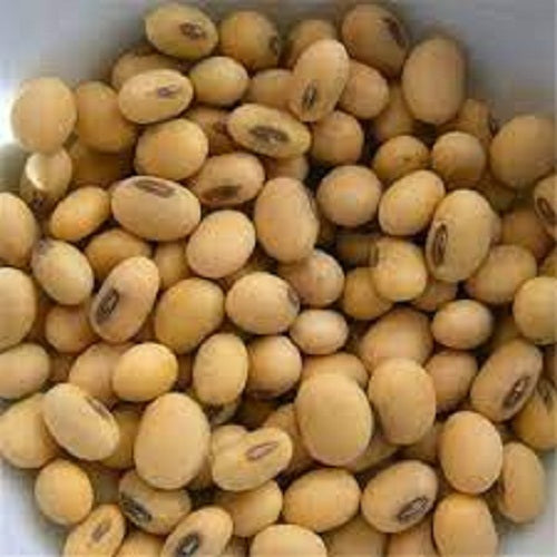 Brown Edible Soybean Seeds for Planting – Heirloom, Non-GMO, Organic Garden Seeds, High Germination Edamame