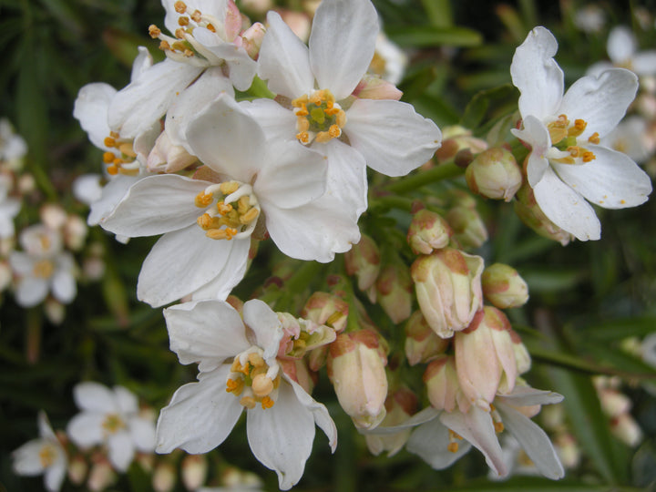 Aztec Pearl Flower Seeds – Heirloom Non-GMO, High Germination Fragrant Blooms for Elegant Garden Planting