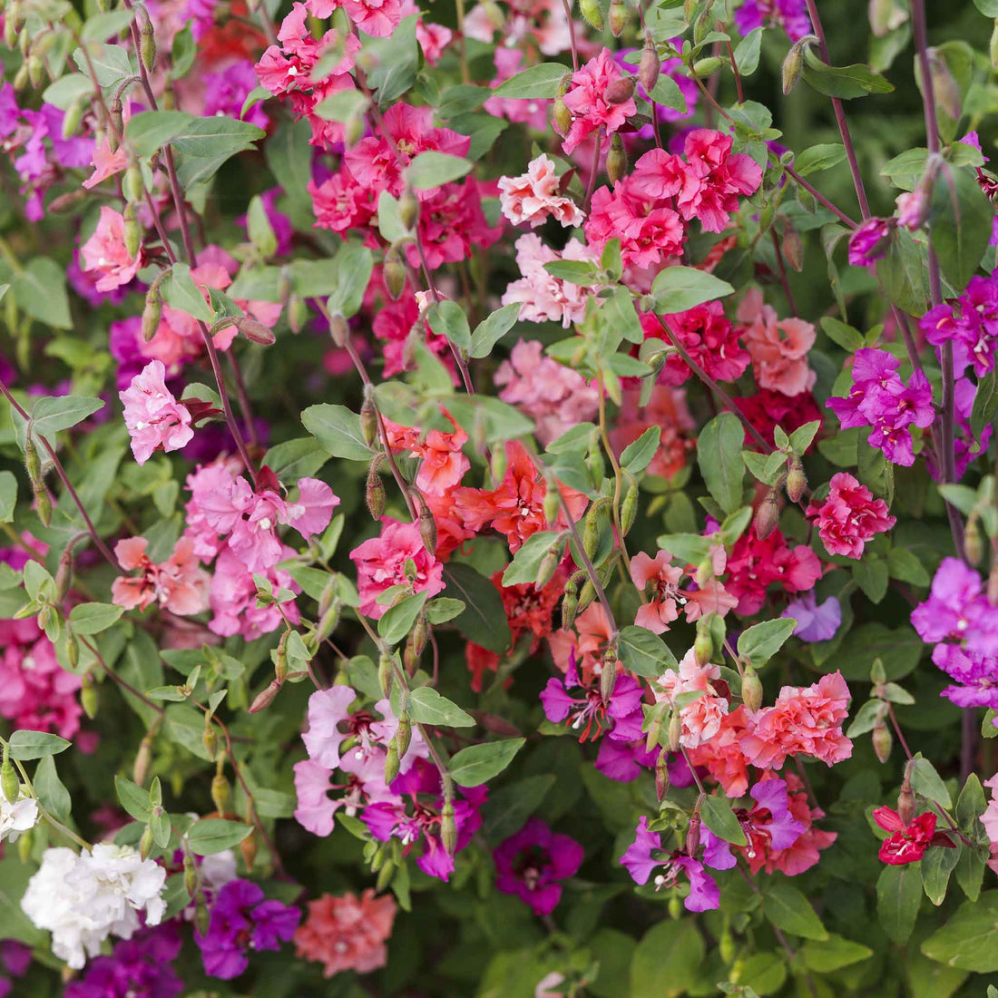 clarkia flower seeds Clarkia elegans Flower Seeds for Planting – Heirloom & Non-GMO Gracefu – Neeraseeds
