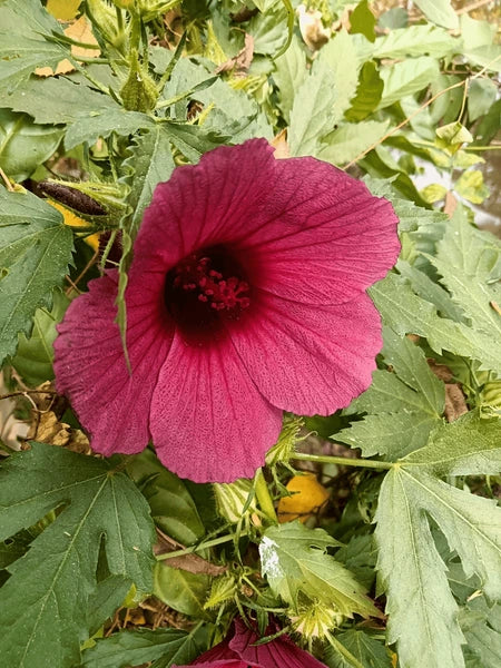 African Rosemallow Flower Seeds – Tropical Hibiscus Variety, Non-GMO Blooms for Garden Borders