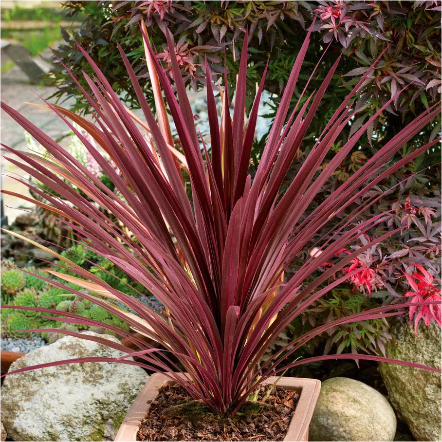 cordyline plant seeds Heirloom Cordyline Australis Plant Seeds, Non-GMO Tropical Foliage for  Decorative Garden Planting