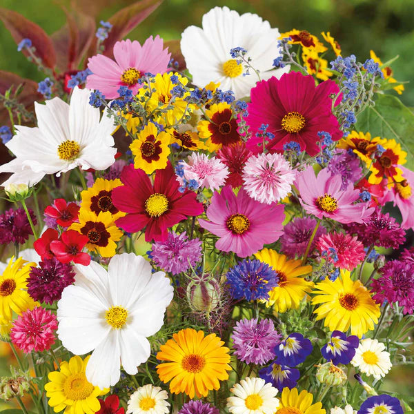 osteospermum flower seeds Multi-Color Osteospermum Flower Seeds for Planting