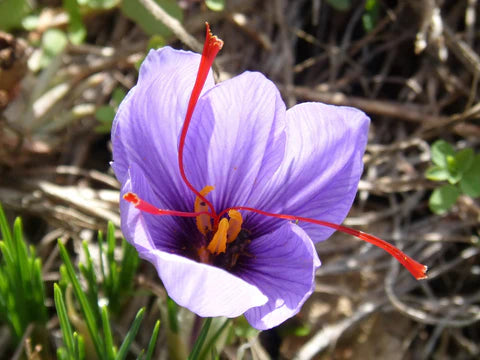 Hatsuga Saffron Crocus Mixed Flower Seeds