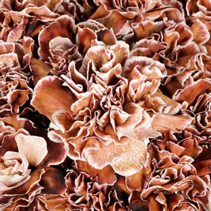 Brown White Carnation Flower Seeds for Planting – Heirloom, Non-GMO, High Germination Bicolor Fragrant Bloom Seeds