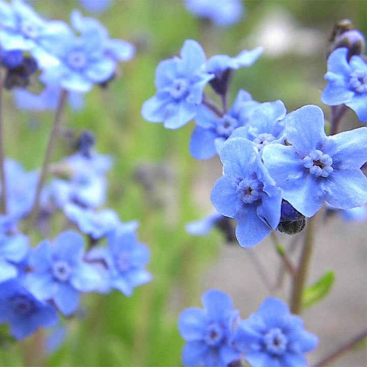 Blue Cynoglossum Amabile Flower Seeds for Planting - NON GMO Seeds