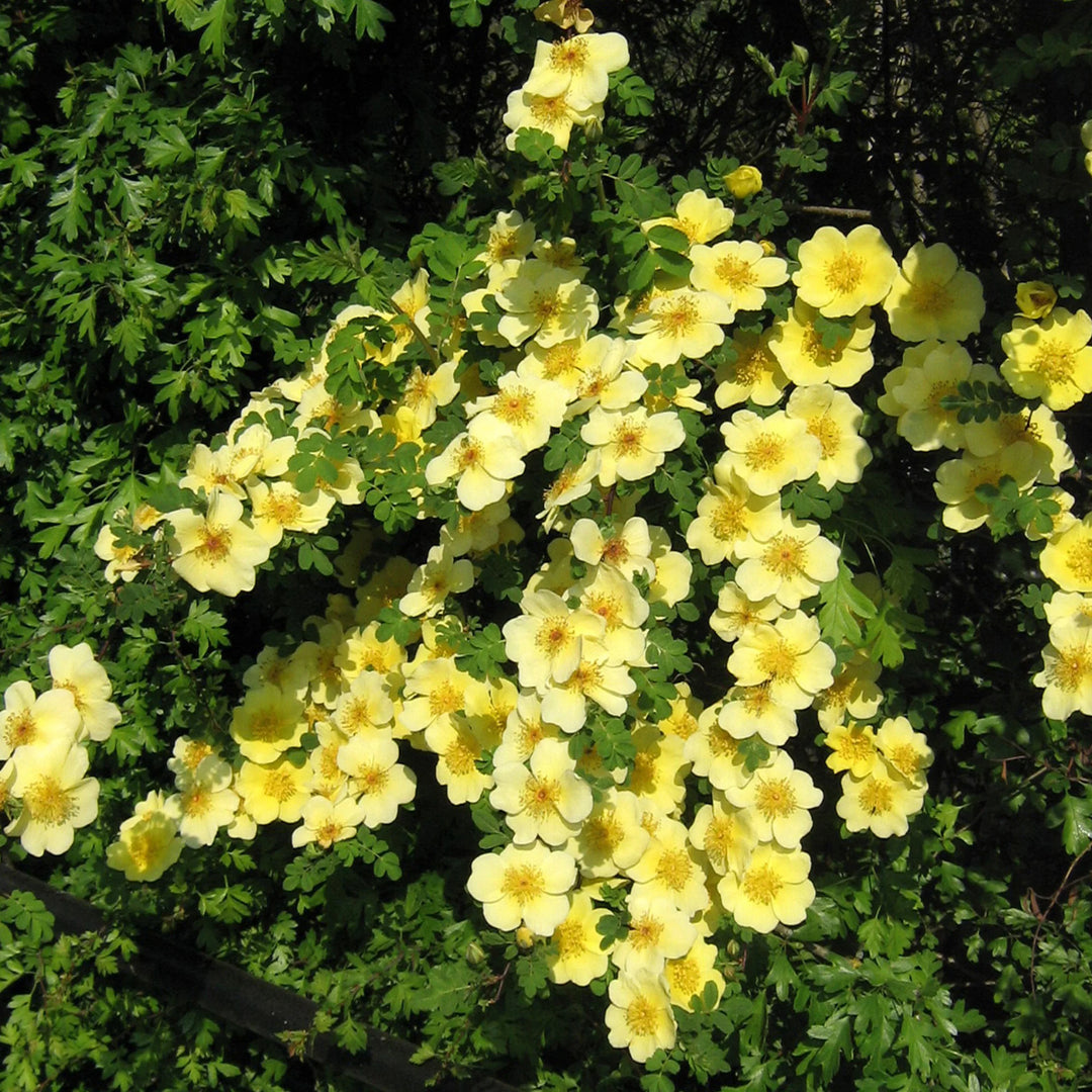 Xanthina Rose Flower Seeds for Planting 100 pcs – Heirloom, Non-GMO, High Germination Garden Seeds