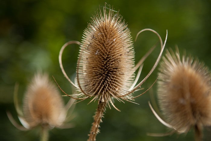 Dipsacus Plant Seeds for Planting – Heirloom, Non-GMO, Organic Garden Seeds, High Germination