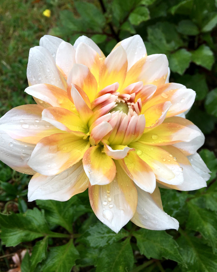 Yellow White Dahlia Flower Seeds for Planting – Heirloom Non-GMO | High Germination Organic Garden Seeds