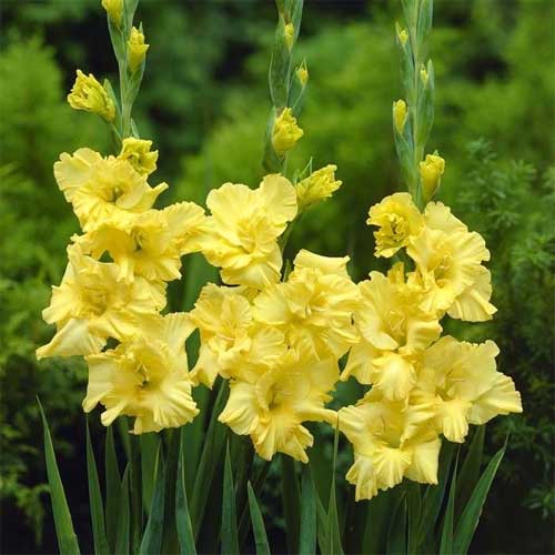 Yellow Gladiolus Heirloom Non-GMO Seeds for Planting – High Germination Organic Garden Seeds