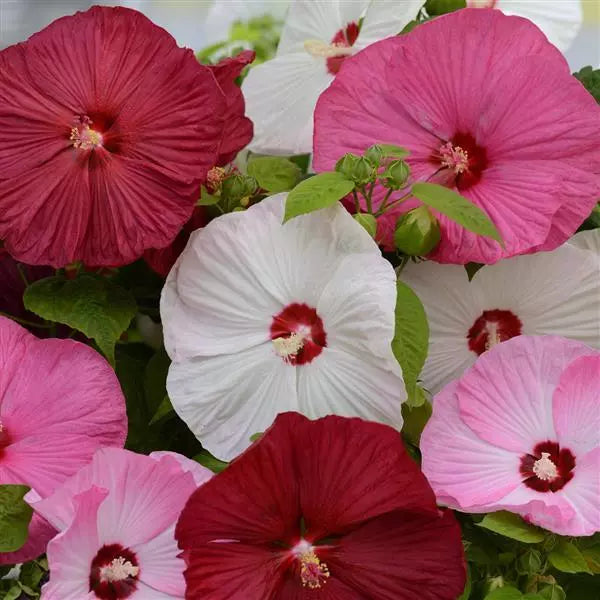 swamp rose mallow seeds Mixed Luna Hibiscus Moscheutos Flower Seeds for Planting